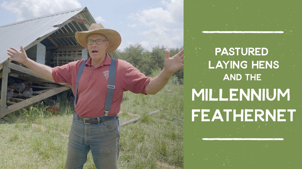Как обеспечить защиту кур-несушек на пастбище с помощью сетки Millennium Feathernet | Джоэл Салатин
