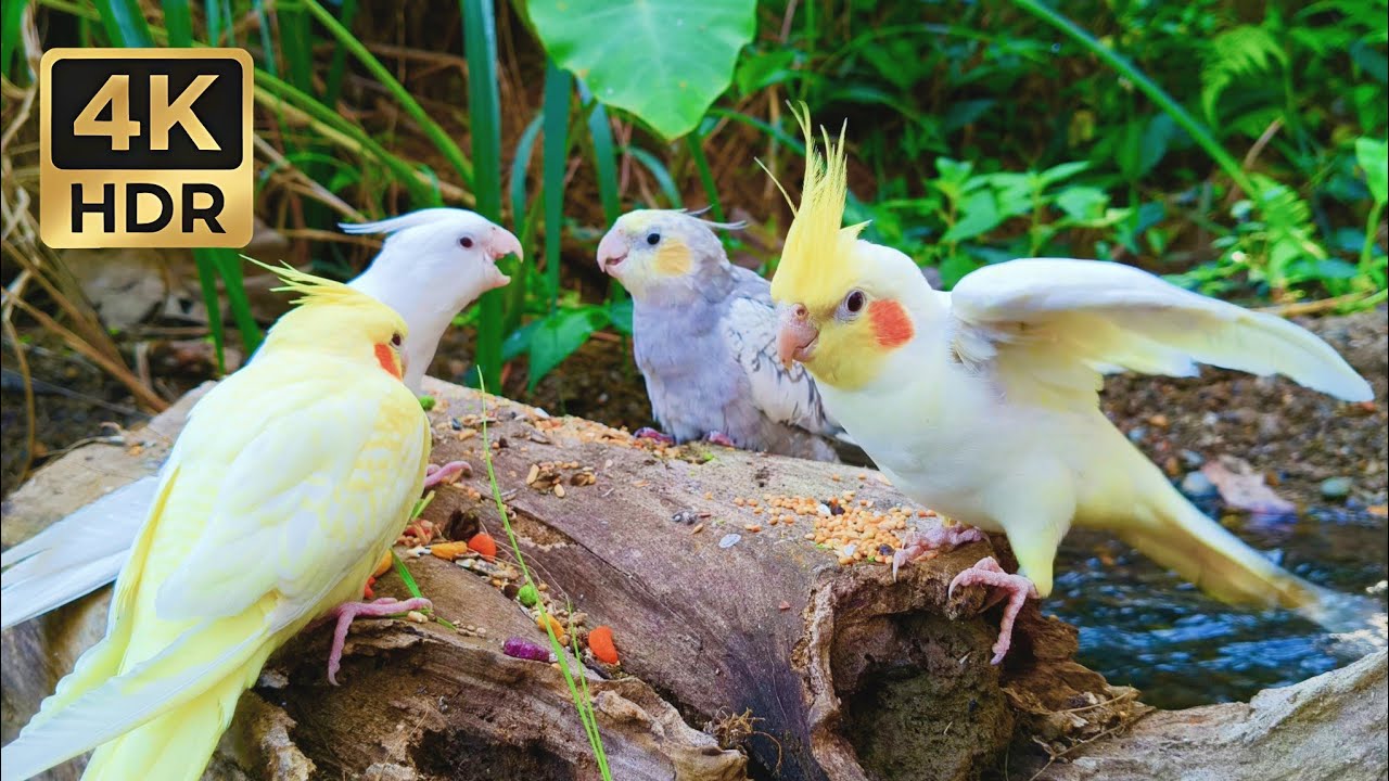 Beautiful Cockatiels by the River • 1 Hour Relaxing Bird Sounds & Nature Ambience (4K)