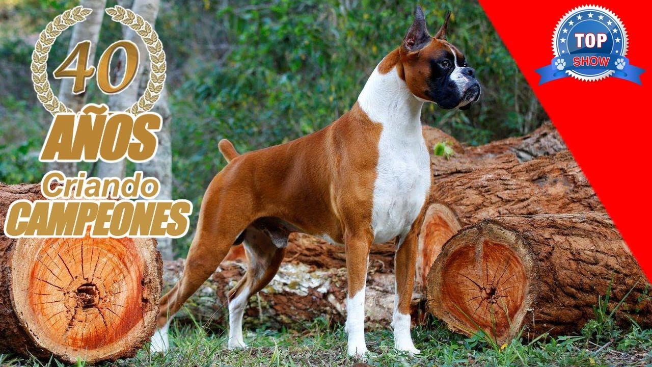 BOXER, “Criadero Draco Boxers”