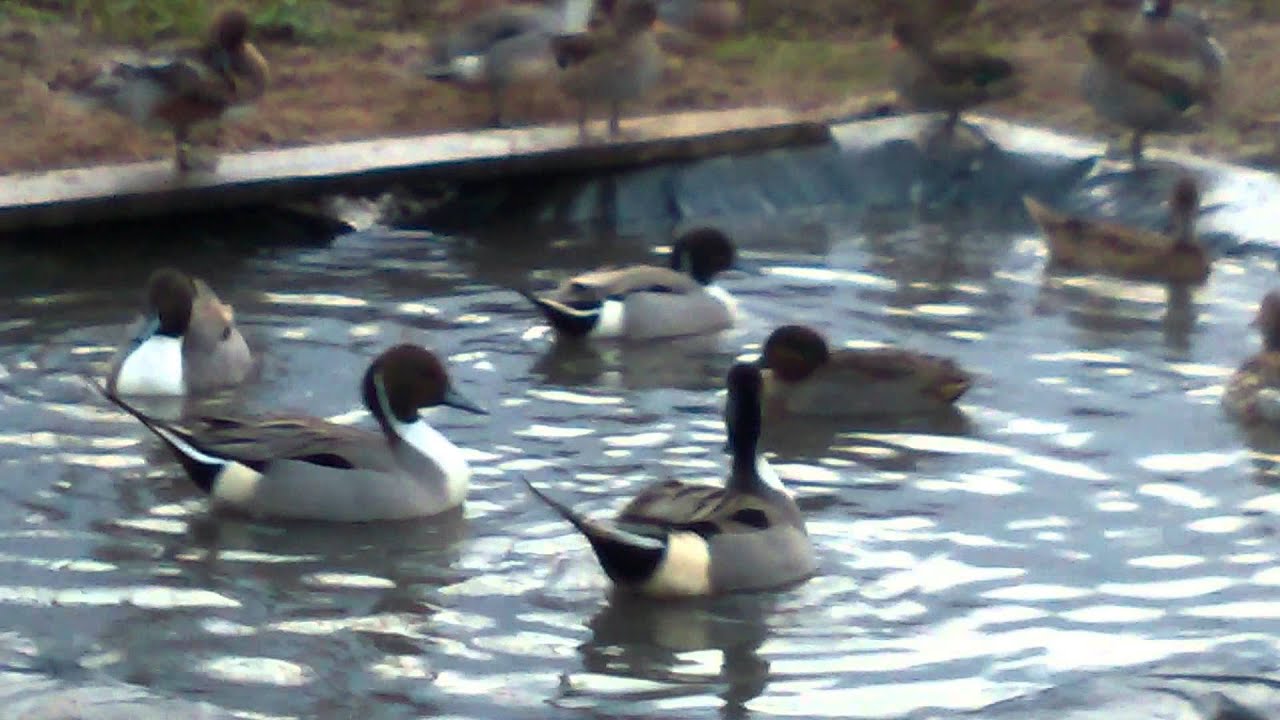 Mis patos de reclamo en cortejo prenumpcial 20/01/2016