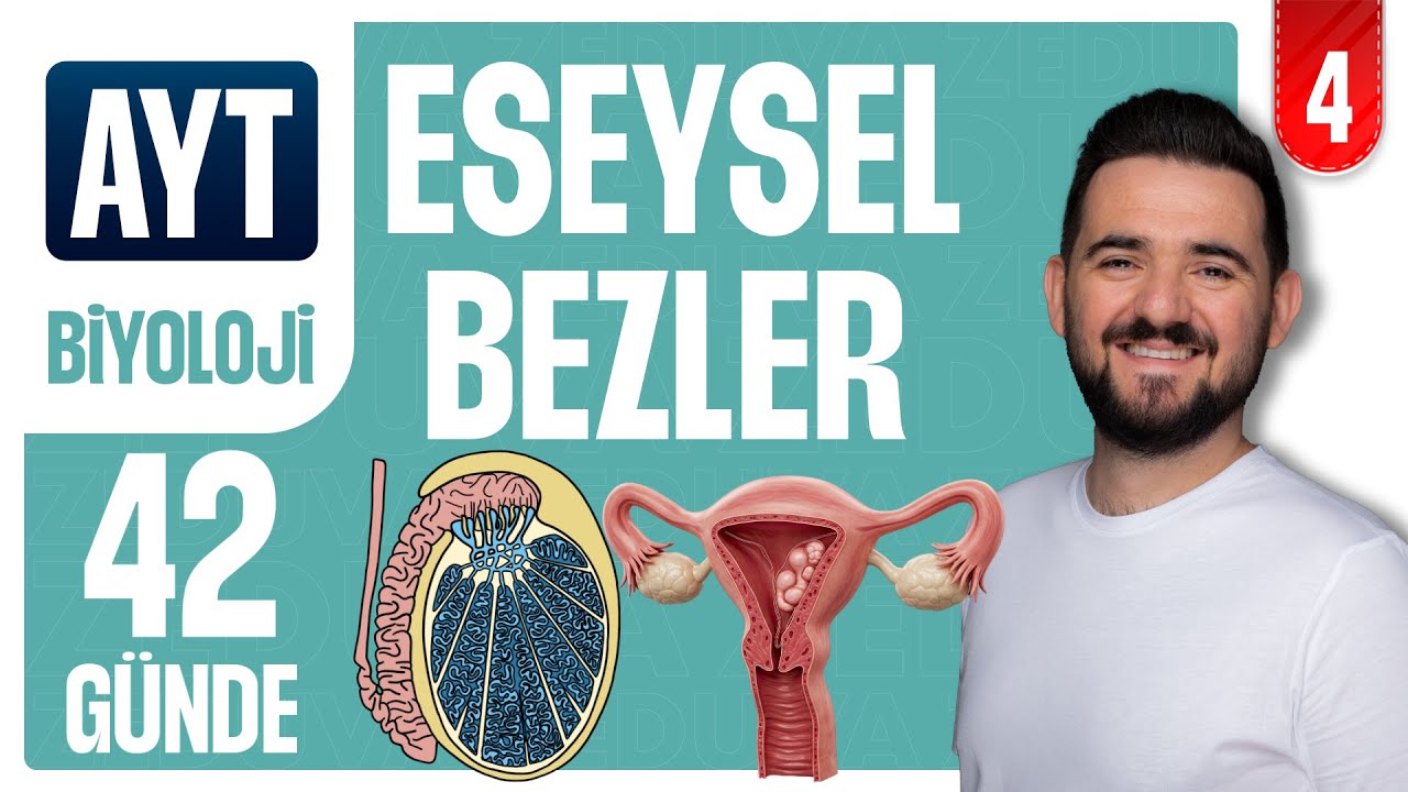 Eşeysel Bezler ve Diğer Hormonlar | 42 G&Uuml;NDE AYRINTILI AYT BİYOLOJİ KAMPI 2026-2027 | 4.G&Uuml;N