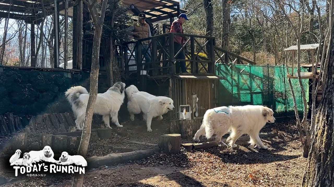 大興奮でどんぐり病院さんへ出発したアランとベルとリリーです　Great Pyrenees　グレートピレニーズ