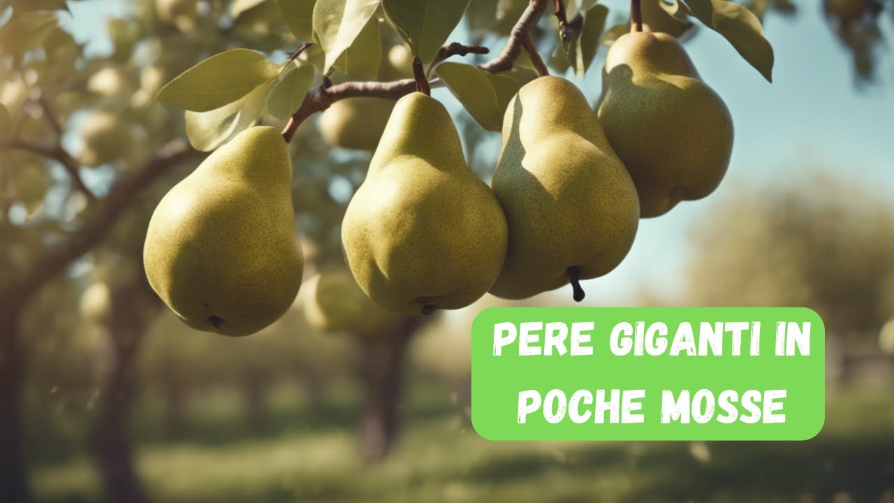 Coltivare Pere con Successo: La Guida Definitiva
