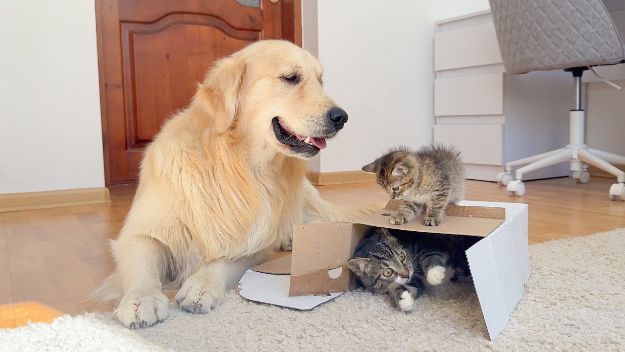 Golden Retriever Tries to Steal a Box of Kittens – You Won't Believe His Reaction!