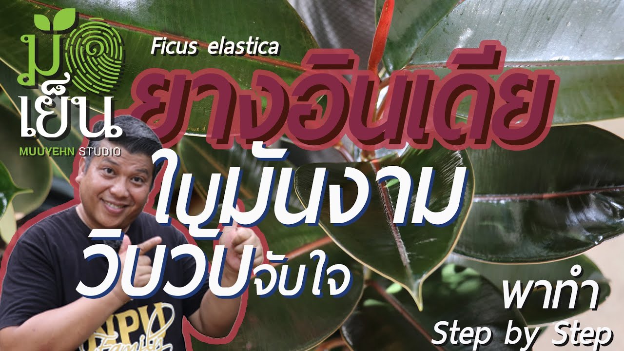 ยางอินเดีย เช็ดใบมันงาม วิบวับจับใจ ทำได้ภายในไม่กี่นาที Ficus elastica หรือ India rubber plant