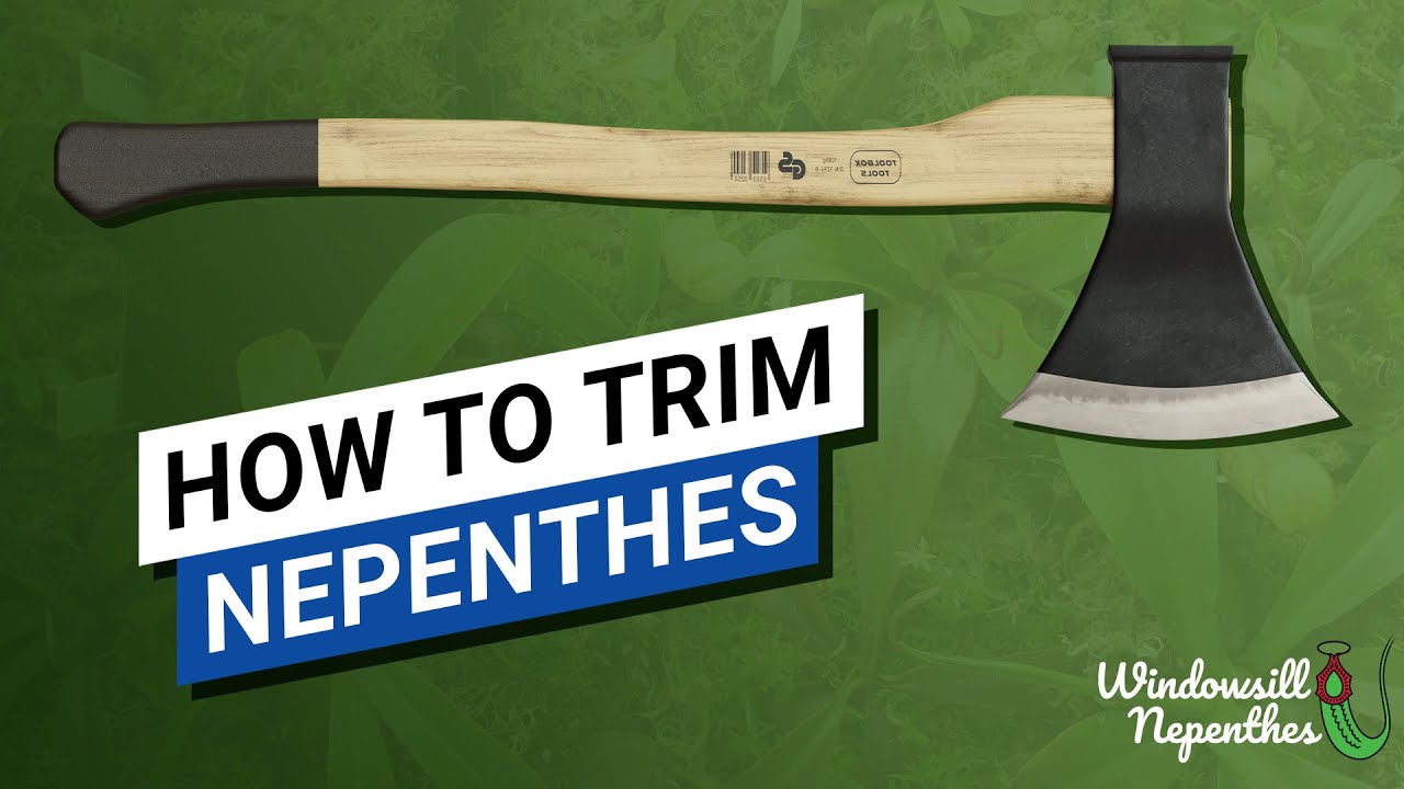 ✂️  How to Trim Your Nepenthes 🌿  (which part to cut and which part to keep?)