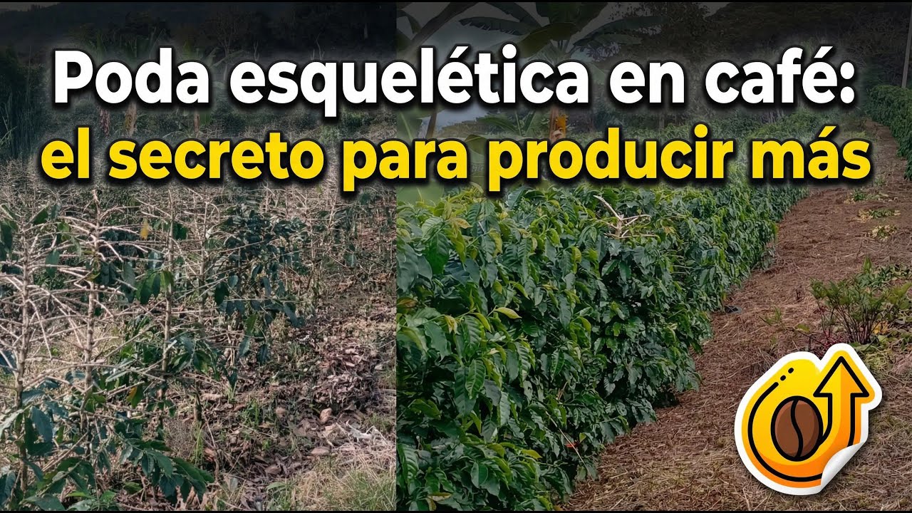 Poda esquelética en café: cuándo renovar para producir más