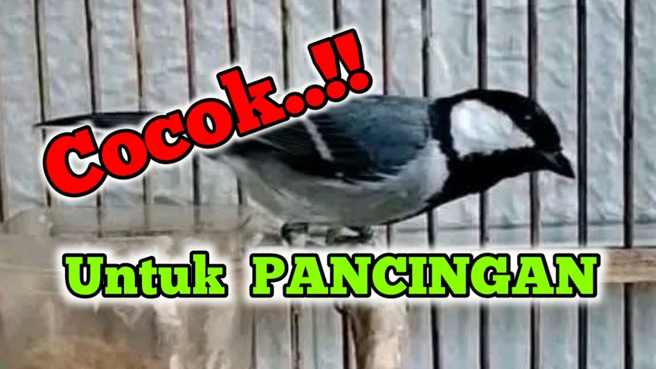 Suara burung gelatik batu gacor