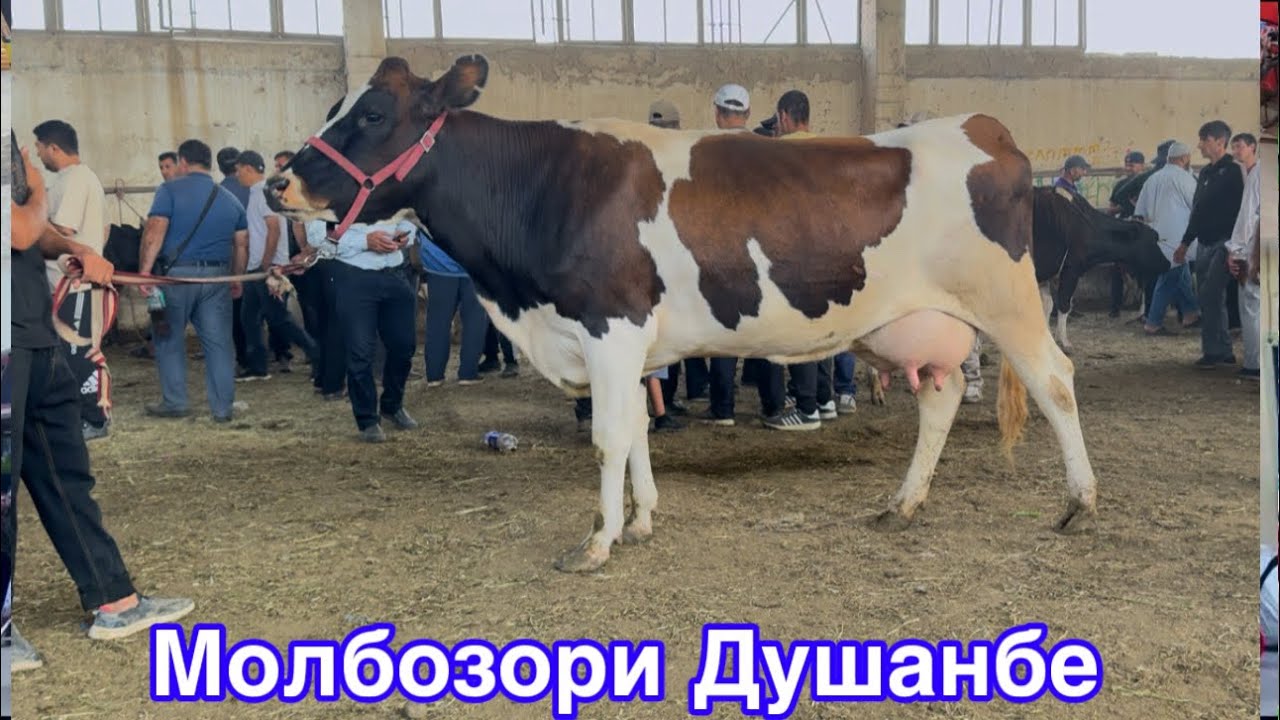 Молбозори Душанбе нархи гови ширте Букача бари бони,   23 июля 2025 г.