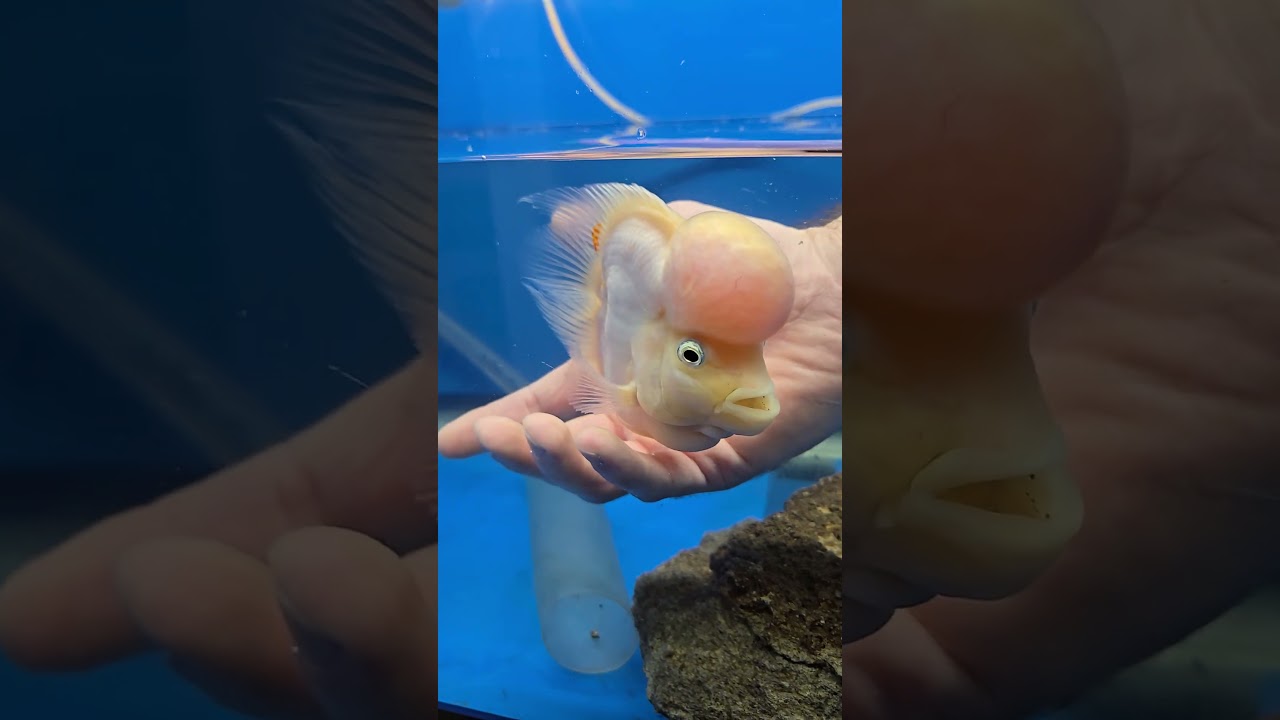 How to Train Your Fish to be Held