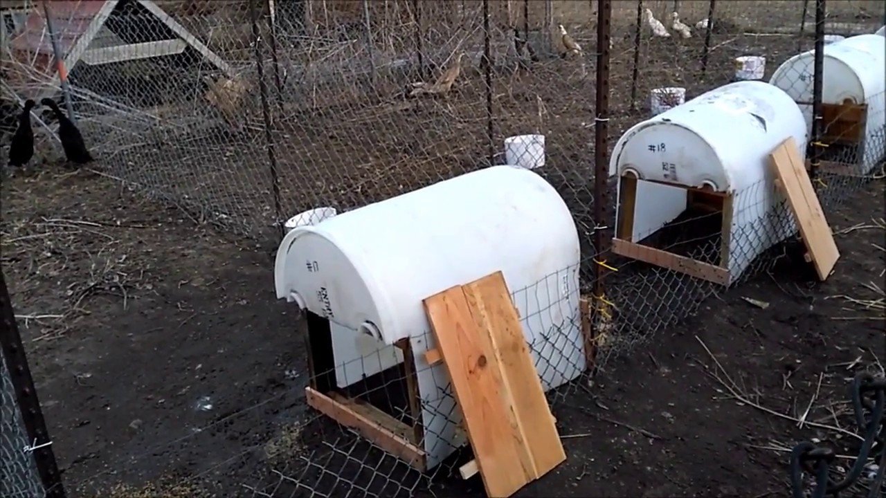 Duck Huts