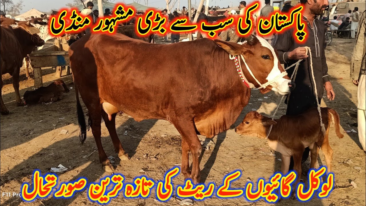 Sahiwal Cows For Sale In Doli Shaheed Mandi Jhang | Pk Janwar Mandi