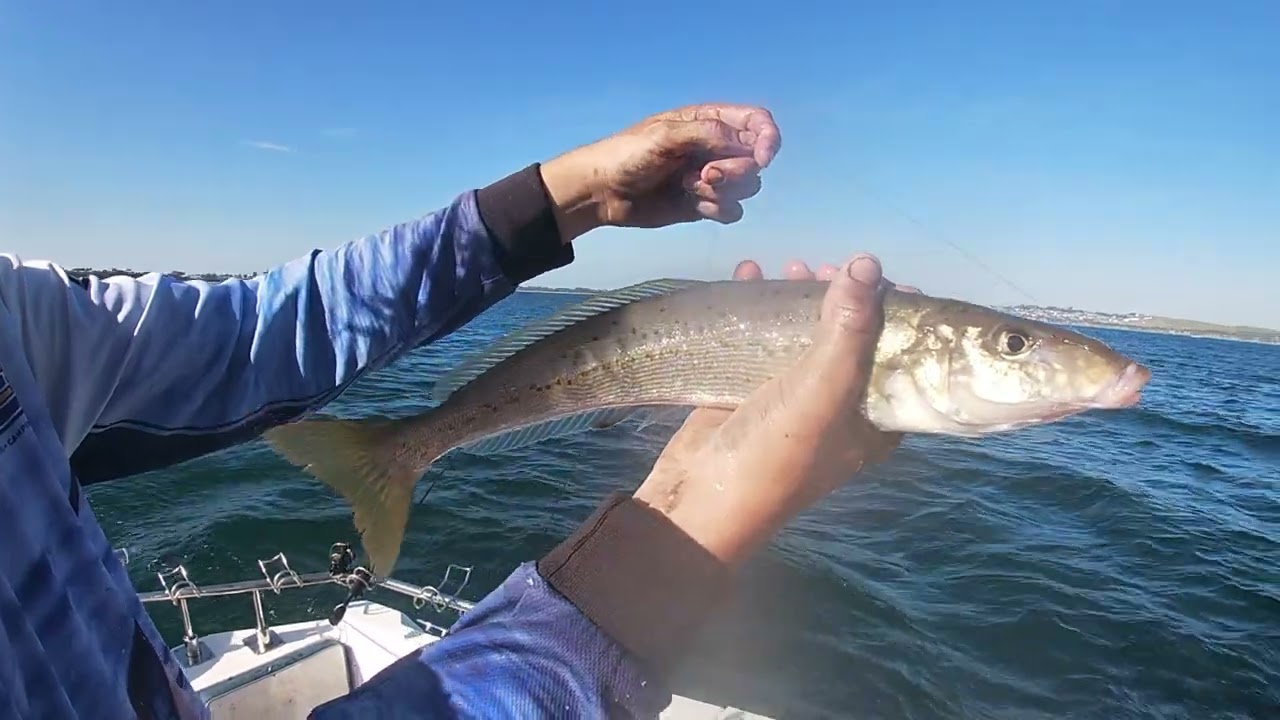 Awesome arvo Whiting and Calamari session in Westernport!!