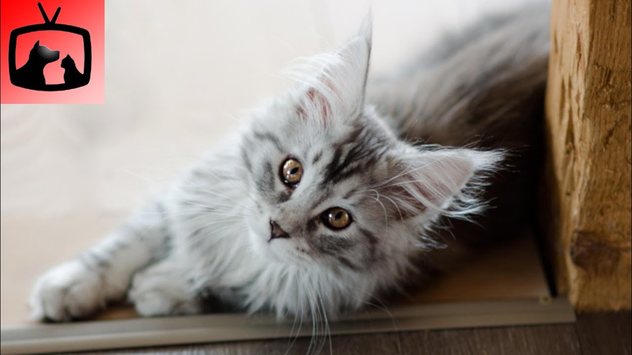 🐈 Maine Coon Mačka - Sve O Maine Coon Pasmini Mačaka!