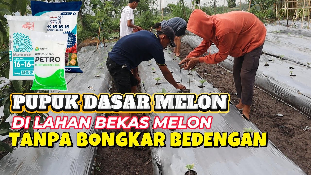 pupuk dasar melon di lahan janda !! bagaimana cara aplikasinya tanpa BONGKAR bedengan