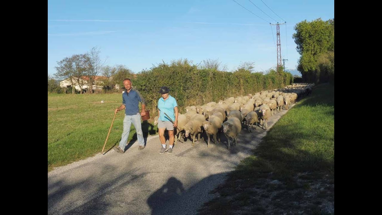 Transhumance Le Retour Du Col Du Coq