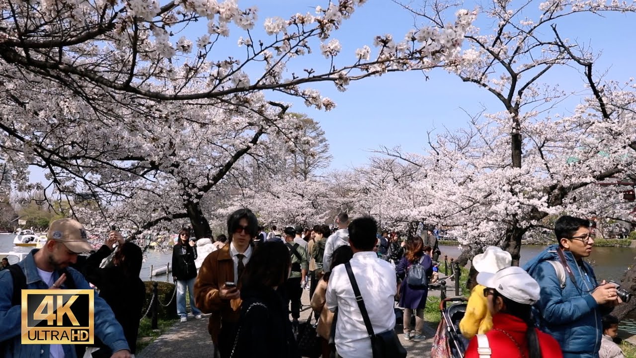 東京上野公園で美しい桜を楽しむ | 東京旅行