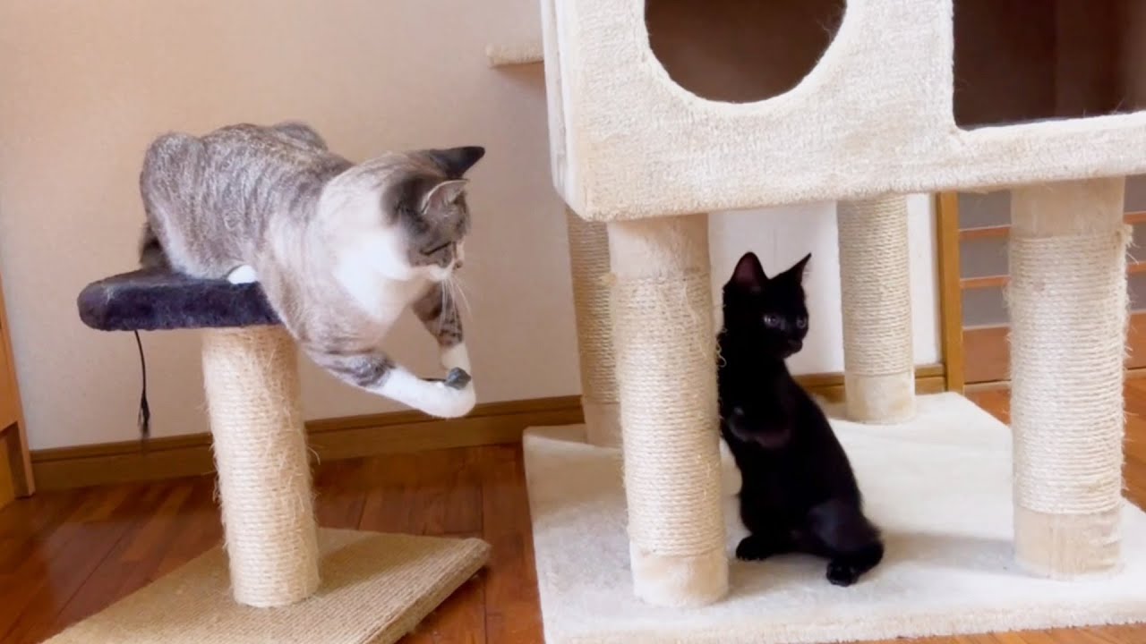 仔猫と末っ子猫１対１のご対面♪末っ子猫の優しさに飼い主ウルウル…