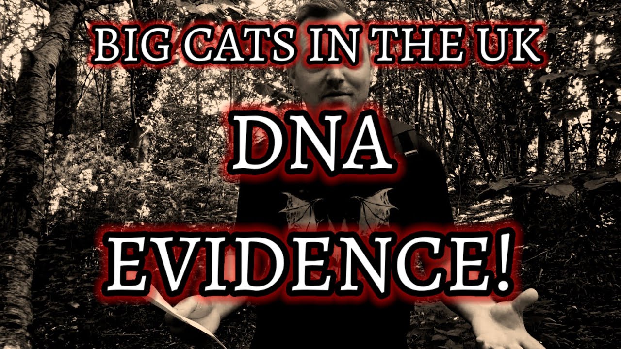 BIG CATS IN THE UK EP. 11. DNA EVIDENCE! WHAT NEXT?