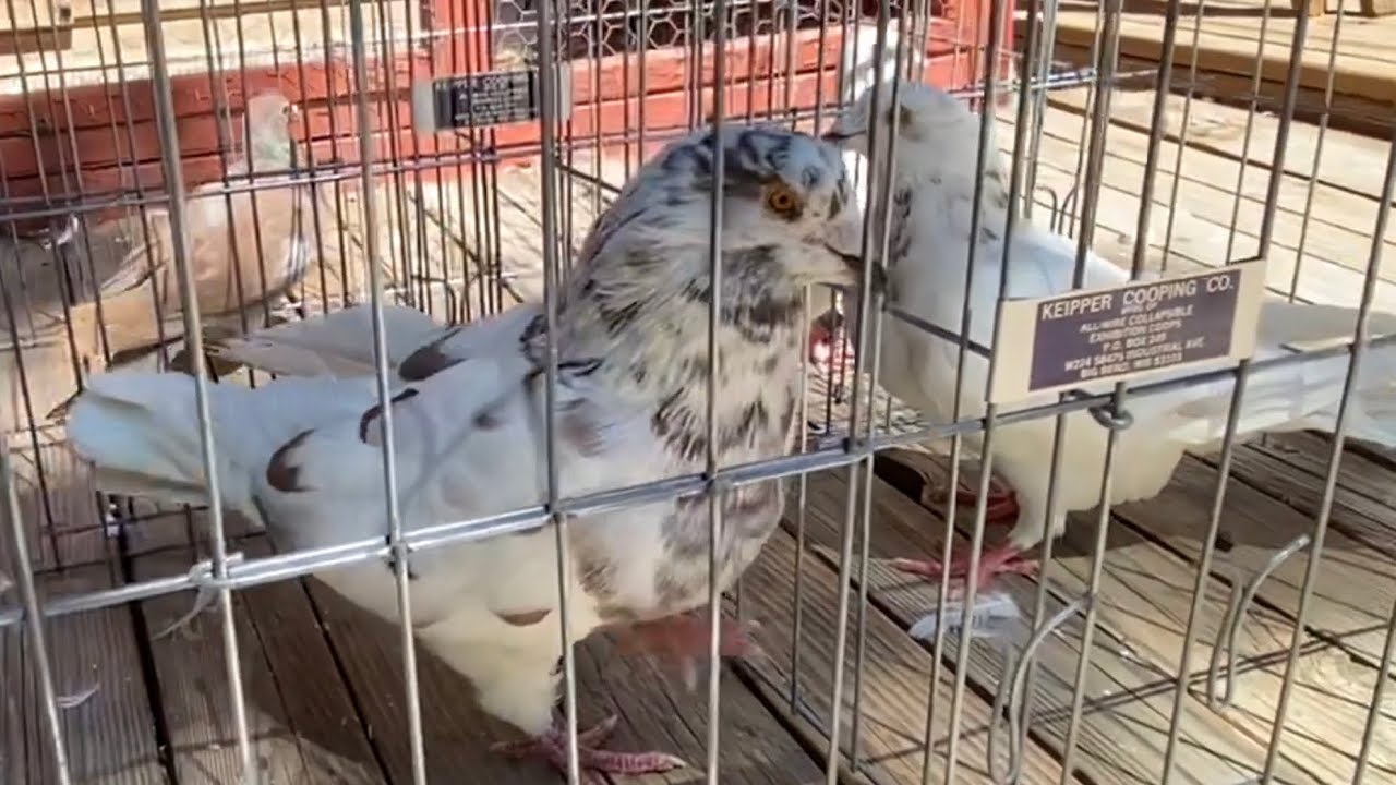 Giant Runt Pigeons Update