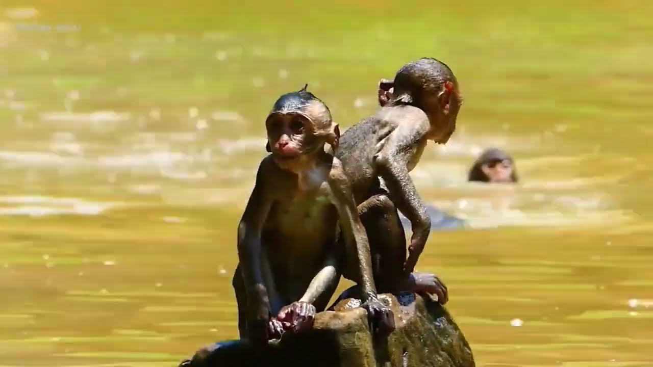 Shiloh monkey with a group jump from a tree into the water