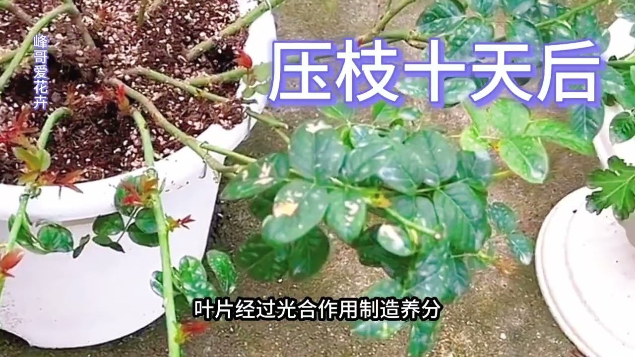 分享月季压枝促笋法，这样可以让小苗弱苗在短时间内变成一棵大苗