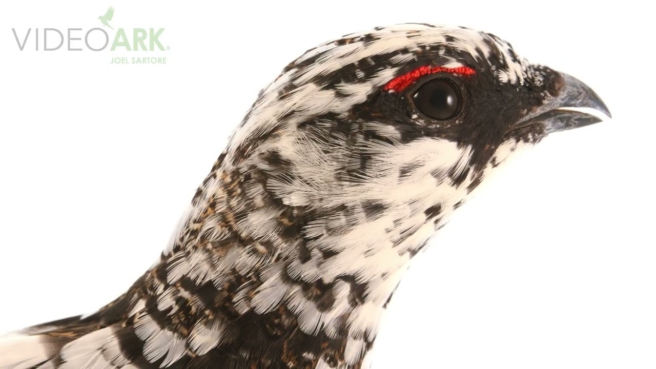 A rock ptarmigan (Lagopus muta millaisi) at Lundi Farm in Germany.