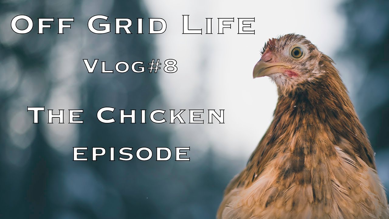 Off Grid Life | The Chicken Vlog