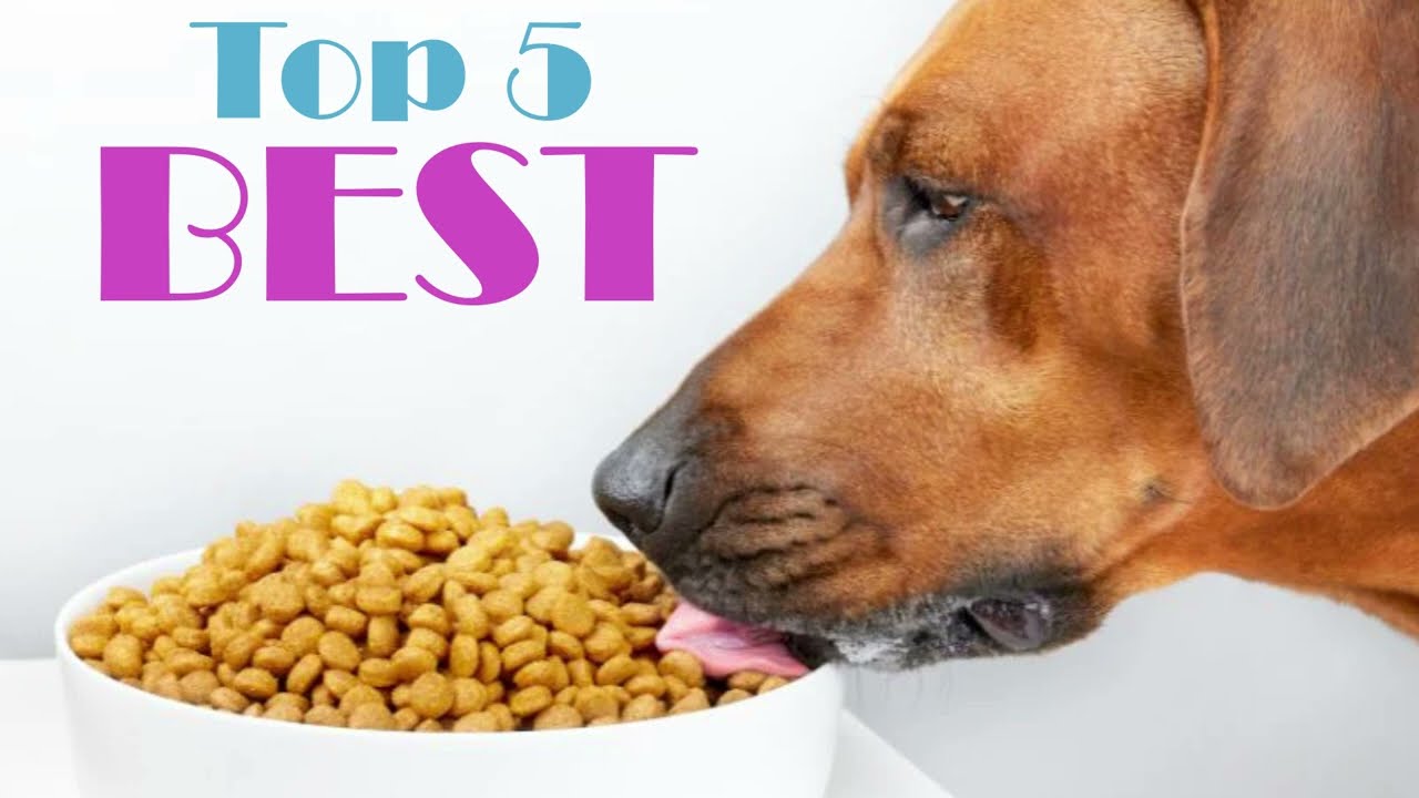 Top 5 BEST Dry Dog Food Brands for 2024!