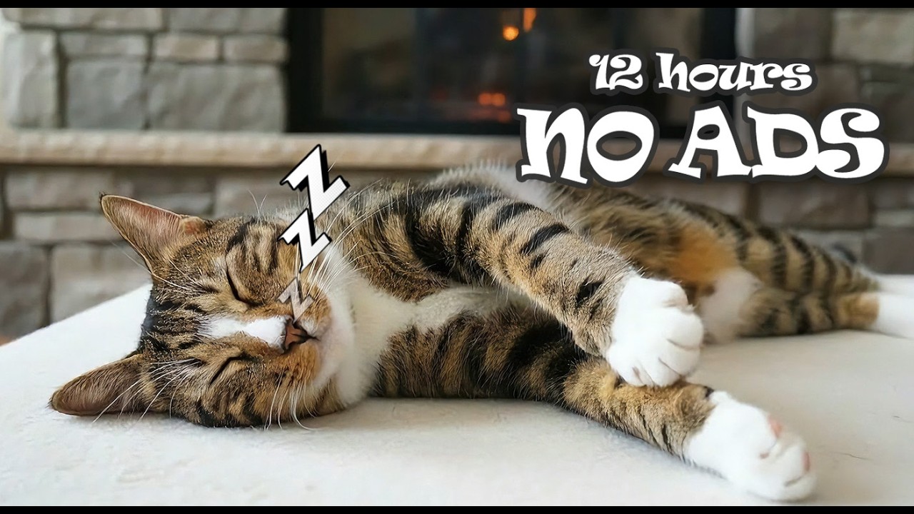 12 Hours Relaxing Music for Cats Home Alone NO ADS 😴 Keep Cats Peaceful Day & Night