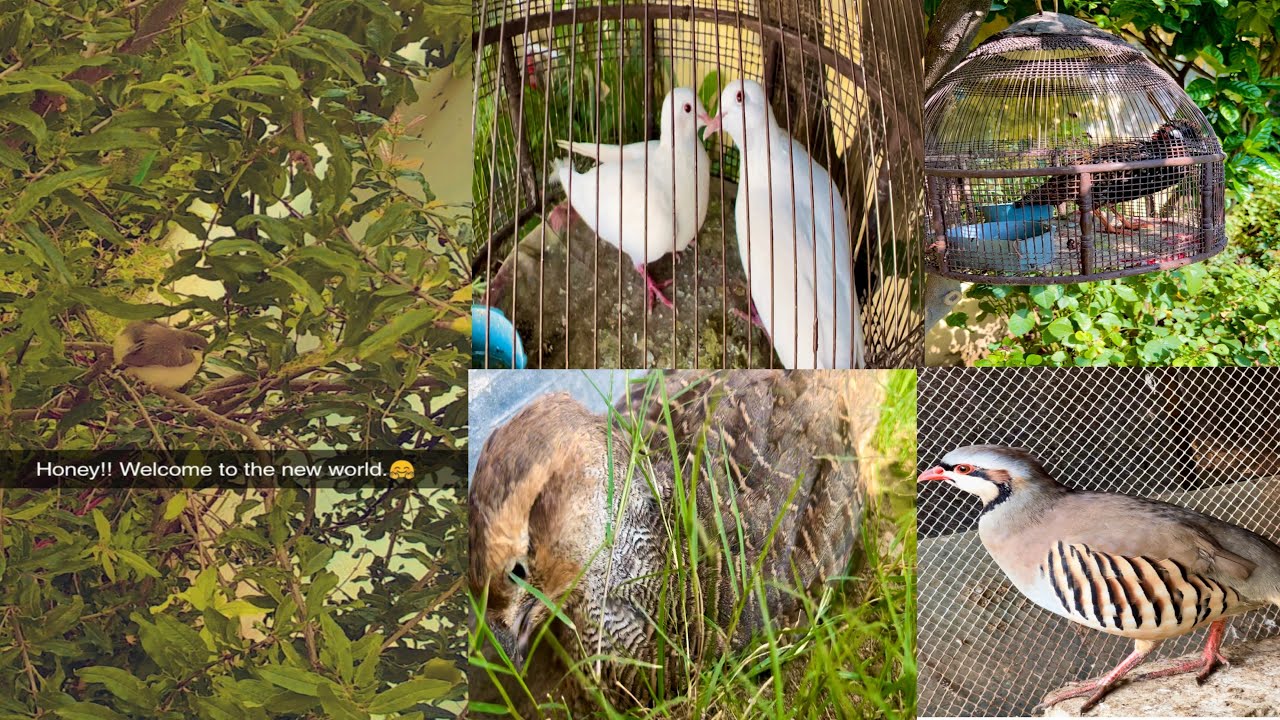 Parindey Palnay Ka Shok 🕊️| Khoob Dhup Lagai Parindey ko || Parindey Palne Ka Tarika🦜🦚