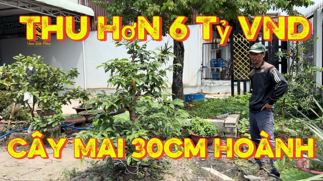 💥Cây Mai giống siêu bông Bình Lợi hơn 30cm hoành thu về hơn 6 tỷ và tạo ra thị trường trăm tỷ? 