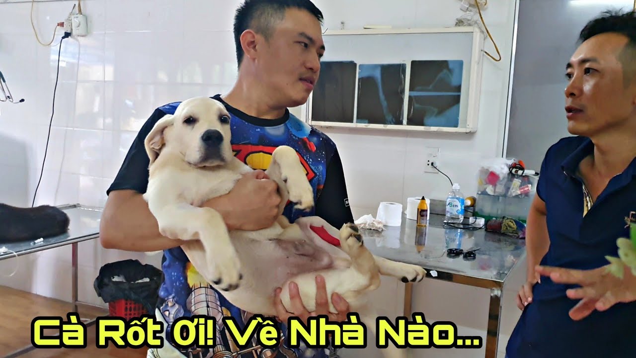 Đón Cà Rốt từ bệnh viện về nhà - Xúc động giây phút Cà Rốt gặp lại Nô và gia đình