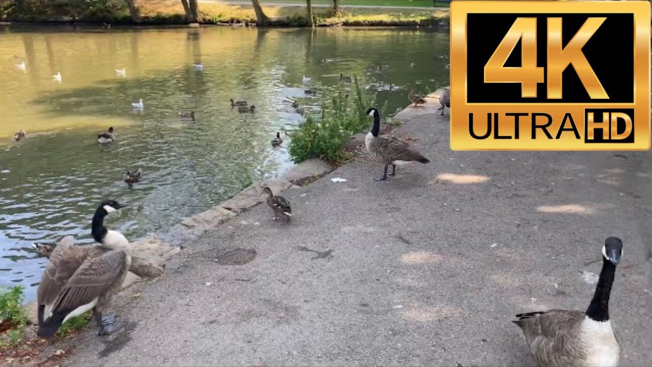 4K Tour Around Graves Park Sheffield United Kingdom 🇬🇧