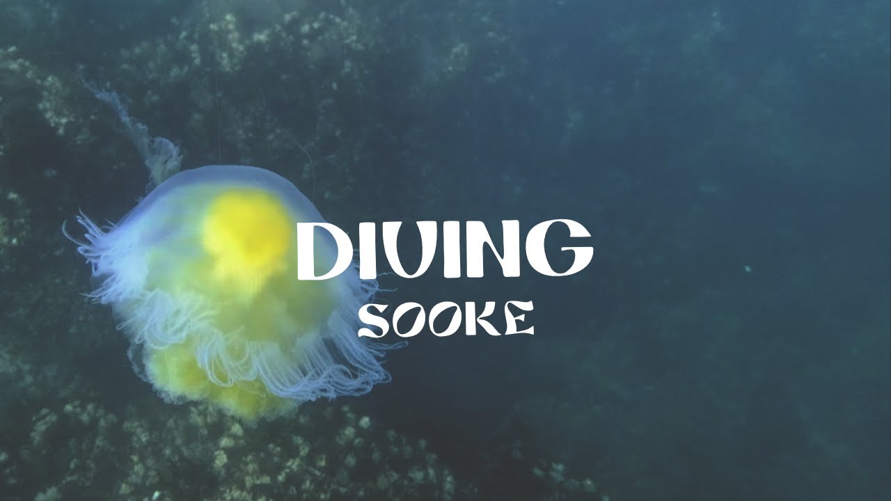Diving Sooke, BC | Winter Sunstar