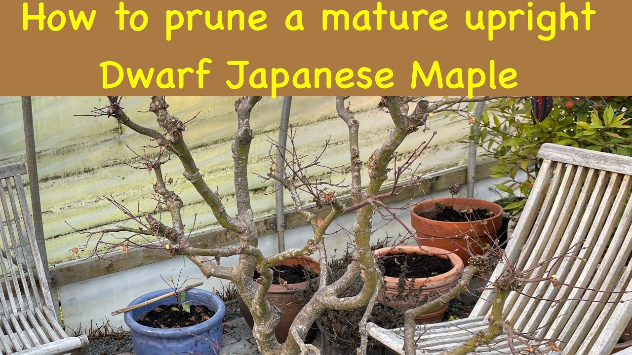 How to prune a mature upright dwarf  Japanese maple