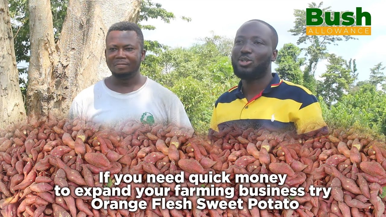 ORANGE FLESH SWEET POTATO #FARMING