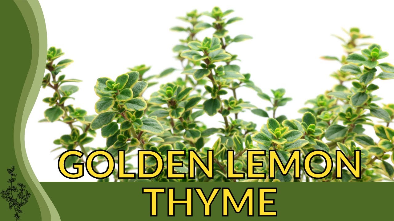Growing GOLDEN LEMON THYME in 2 Minutes! (Thymus citriodorus) 🐝  🌿  🌱 🪴 🏡