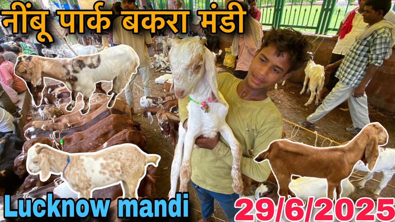 नींबू पार्क बकरा मंडी 2025 | 29/6/2025 | Lucknow nimbu park bakra mandi | bakra mandi | mandi rate