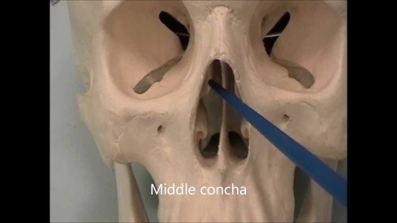 Osteology of the Skull: 7 The Face + Anki flashcards