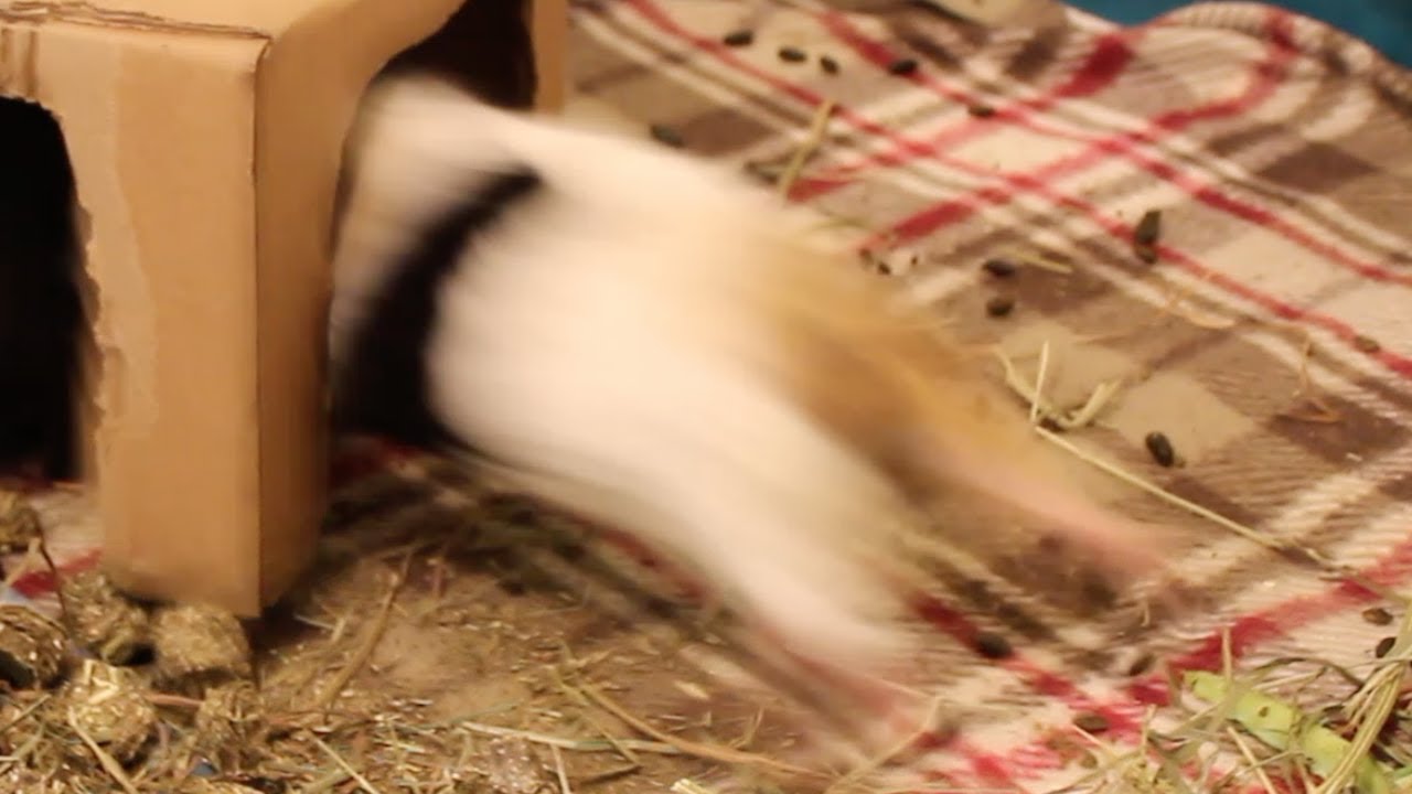 Ridiculous guinea pig fight 2