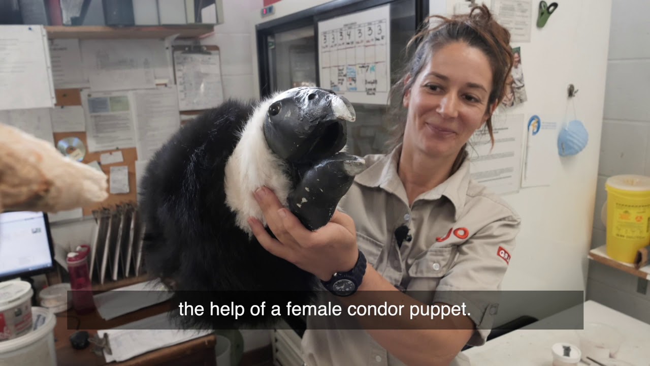 Naissance exceptionnelle d’un petit condor des Andes (Bilingue)