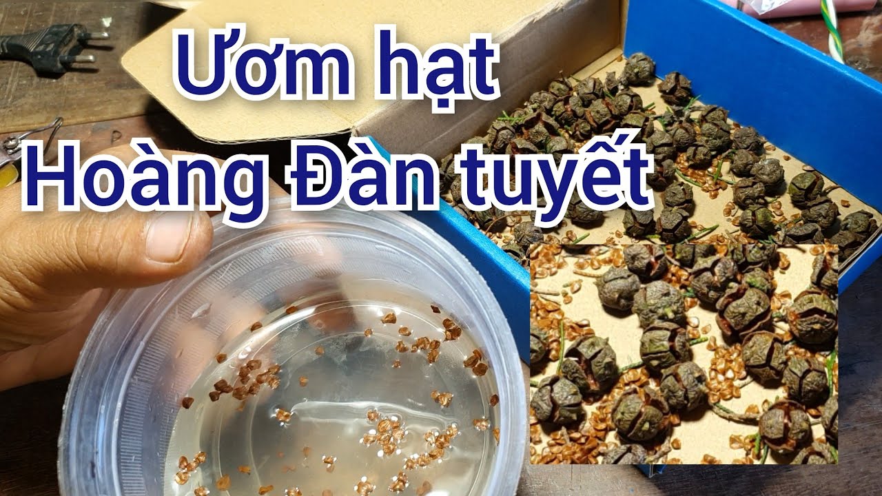 hoàng đàn tuyết Lạng Sơn ươm hạt
