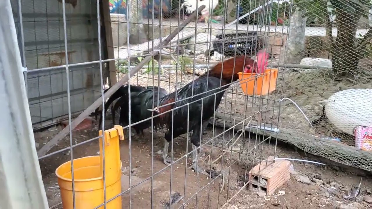 Qua vĩnh long lai rai lên tốp tơ cho cả nhà cùng xem 