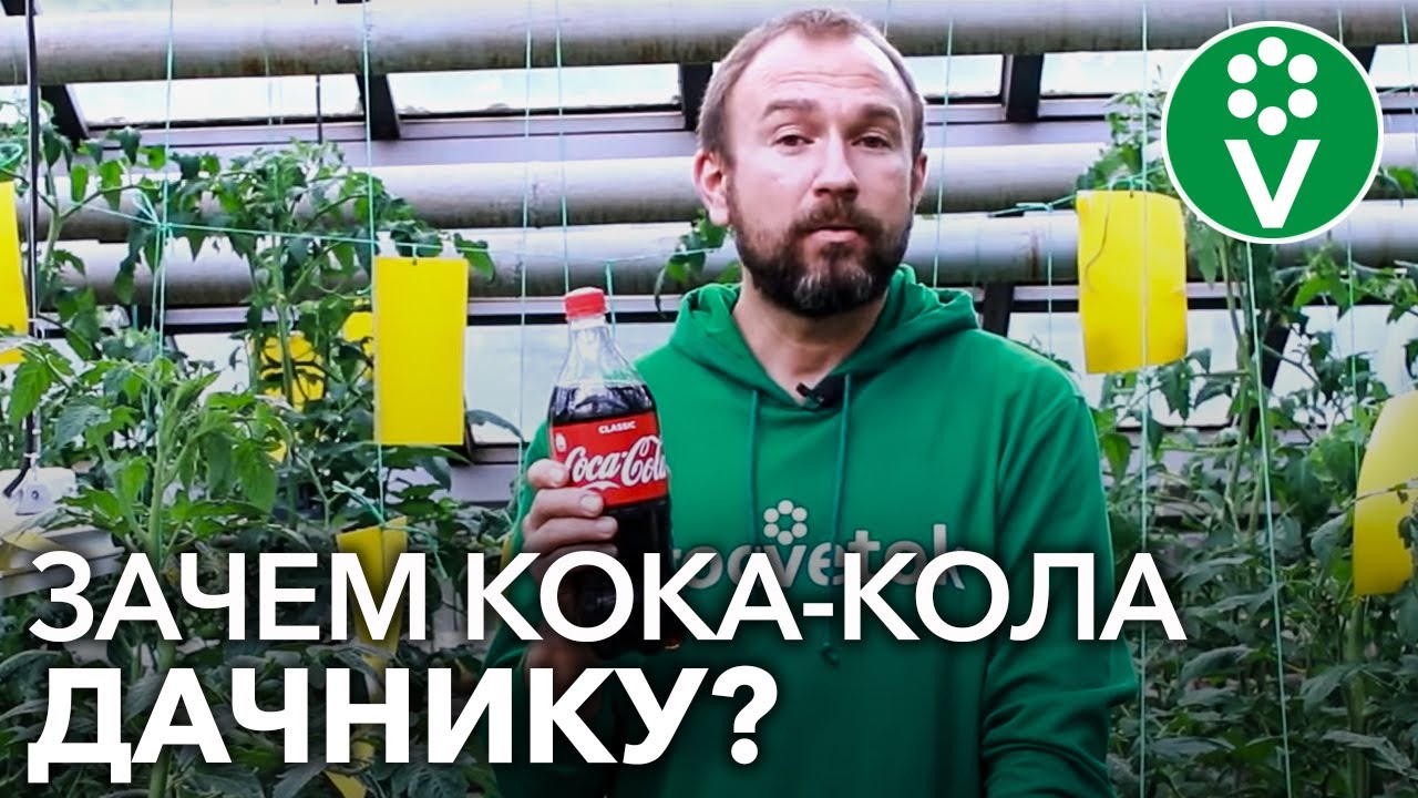 Если в теплице завелись муравьи - напоите их кока-колой! И вот зачем...