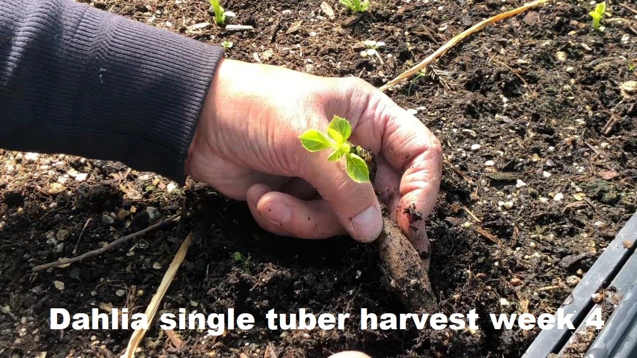 Dahlia single tuber harvest Week 4