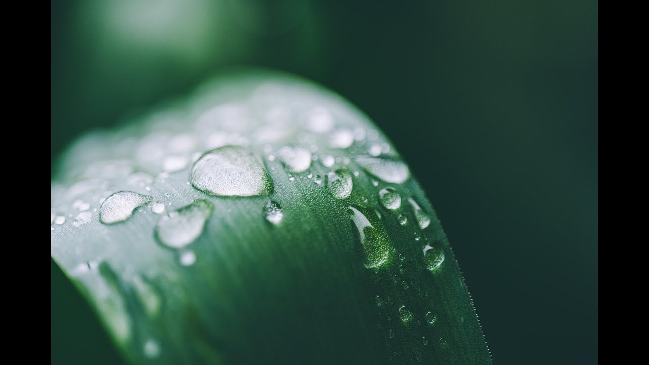 3 Hour Rainy Lofi &ndash; Mist & Silence for Deep Focus & Calm