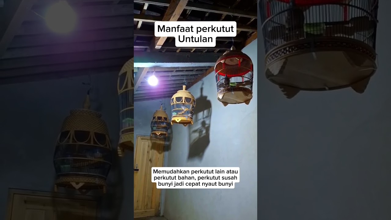 manfaat perkutut untulan #perkutut #youtubeshort #shorts #shortsfeed #shortsviral