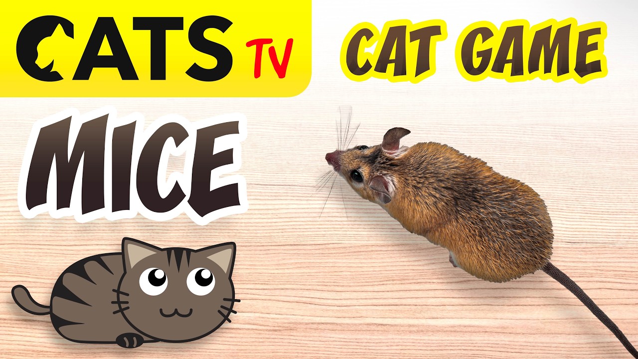 CATS TV 📺 Real crazy mice for cats 🐭😻 3D Sound 🔊 [4K 60fps]