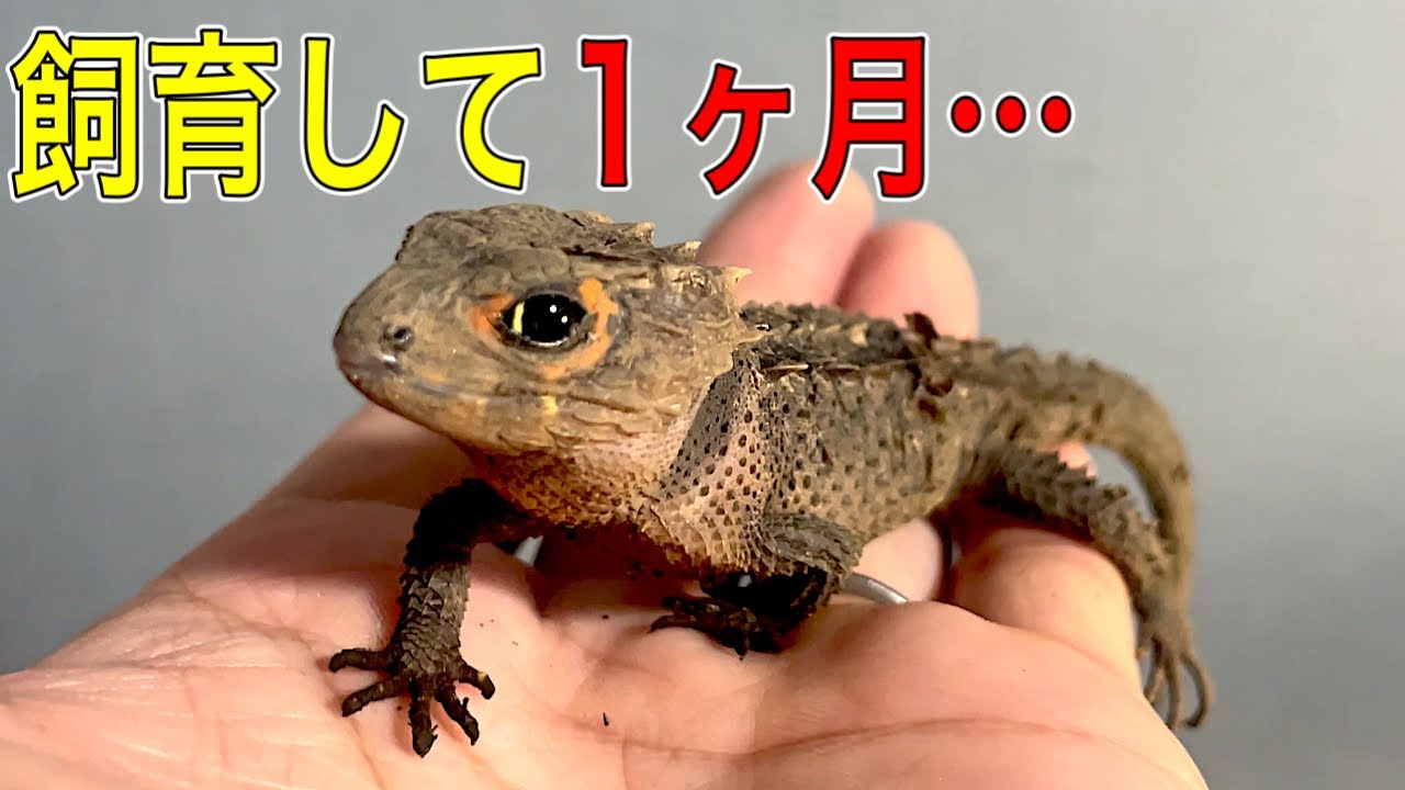 アカメカブトトカゲ1ヶ月飼育した結果…